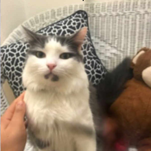 Branch is registered to the contest to win money with this photo: aegean_cat, american_shorthair, asian, carnivore, cat, domestic_short_haired_cat, european_shorthair, fawn, felidae, kitten, maine_coon, mammal, ragdoll, small_to_medium_sized_cats, whiskers