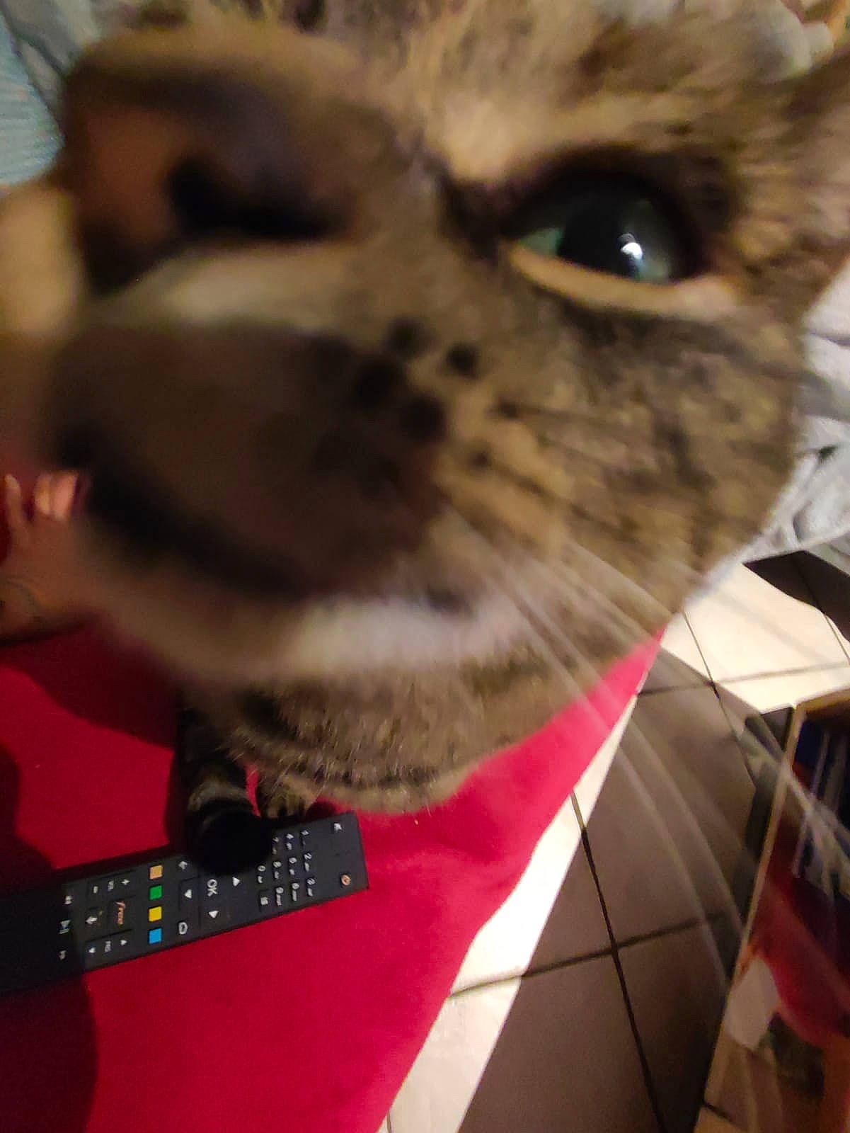 Nina participe au concours pour gagner de l'argent avec cette photo : black_cat, canidae, carnivore, cat, collar, domestic_short_haired_cat, fashion_accessory, fawn, felidae, fur, paw, small_to_medium_sized_cats, snout, tail, thai, tie, tree, whiskers