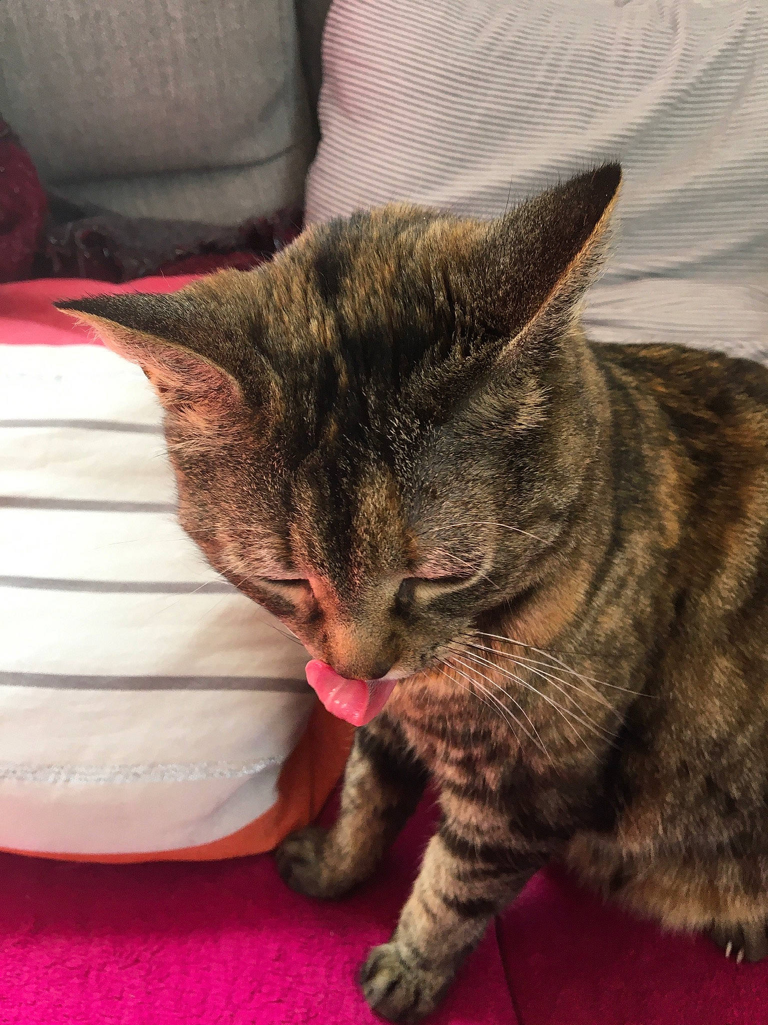 Nina a rejoint le concours — aidez-le/la à gagner de superbes lots ! carmine, carnivore, cat, cat_supply, claw, comfort, domestic_short_haired_cat, felidae, fur, nap, paw, sitting, small_to_medium_sized_cats, snout, tail, terrestrial_animal, whiskers