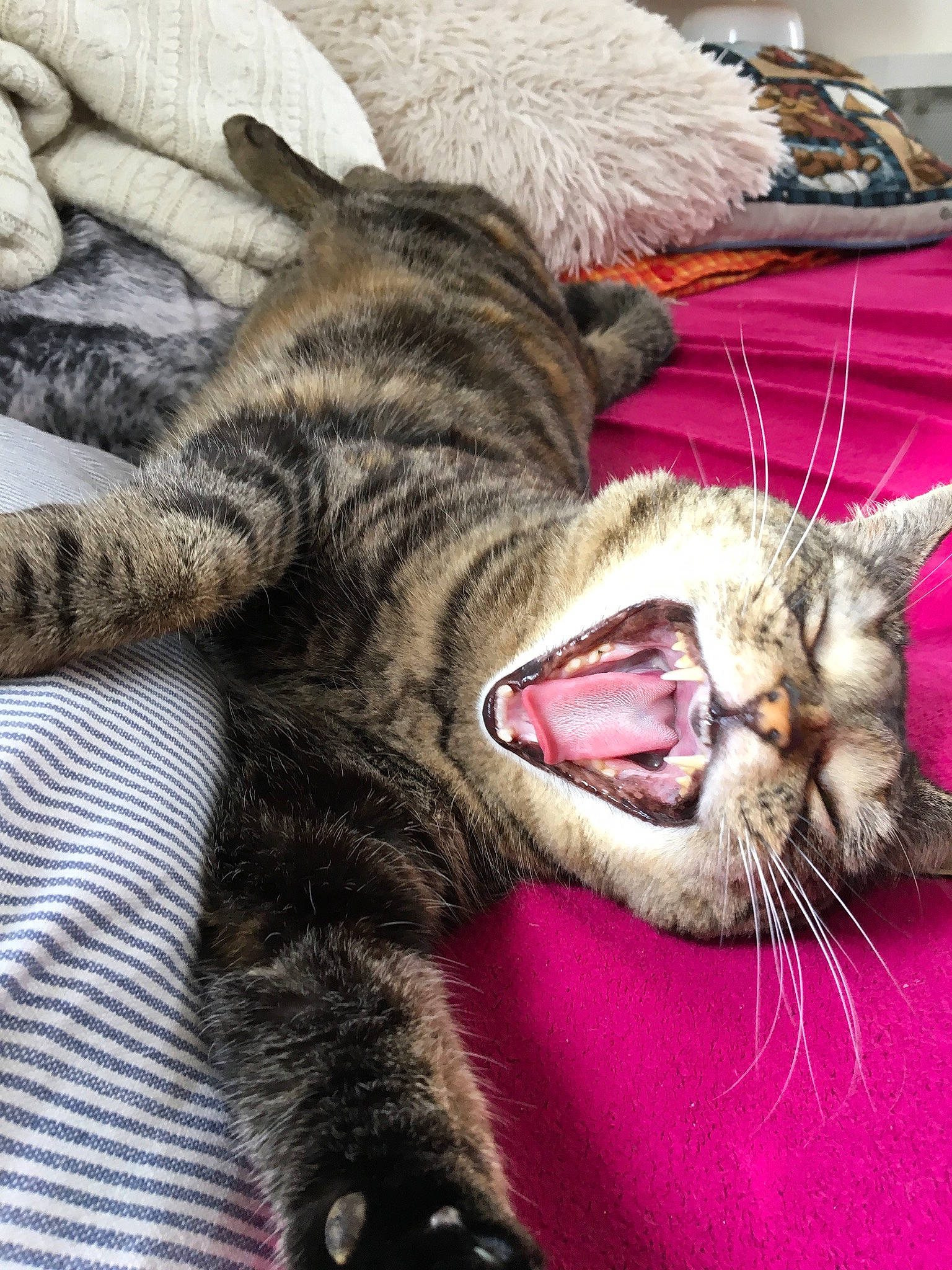 Nina a rejoint le concours — aidez-le/la à gagner de superbes lots ! carnivore, cat, claw, comfort, domestic_short_haired_cat, eye, fang, felidae, foot, fur, gesture, nap, paw, small_to_medium_sized_cats, snout, tail, terrestrial_animal, whiskers, yawn