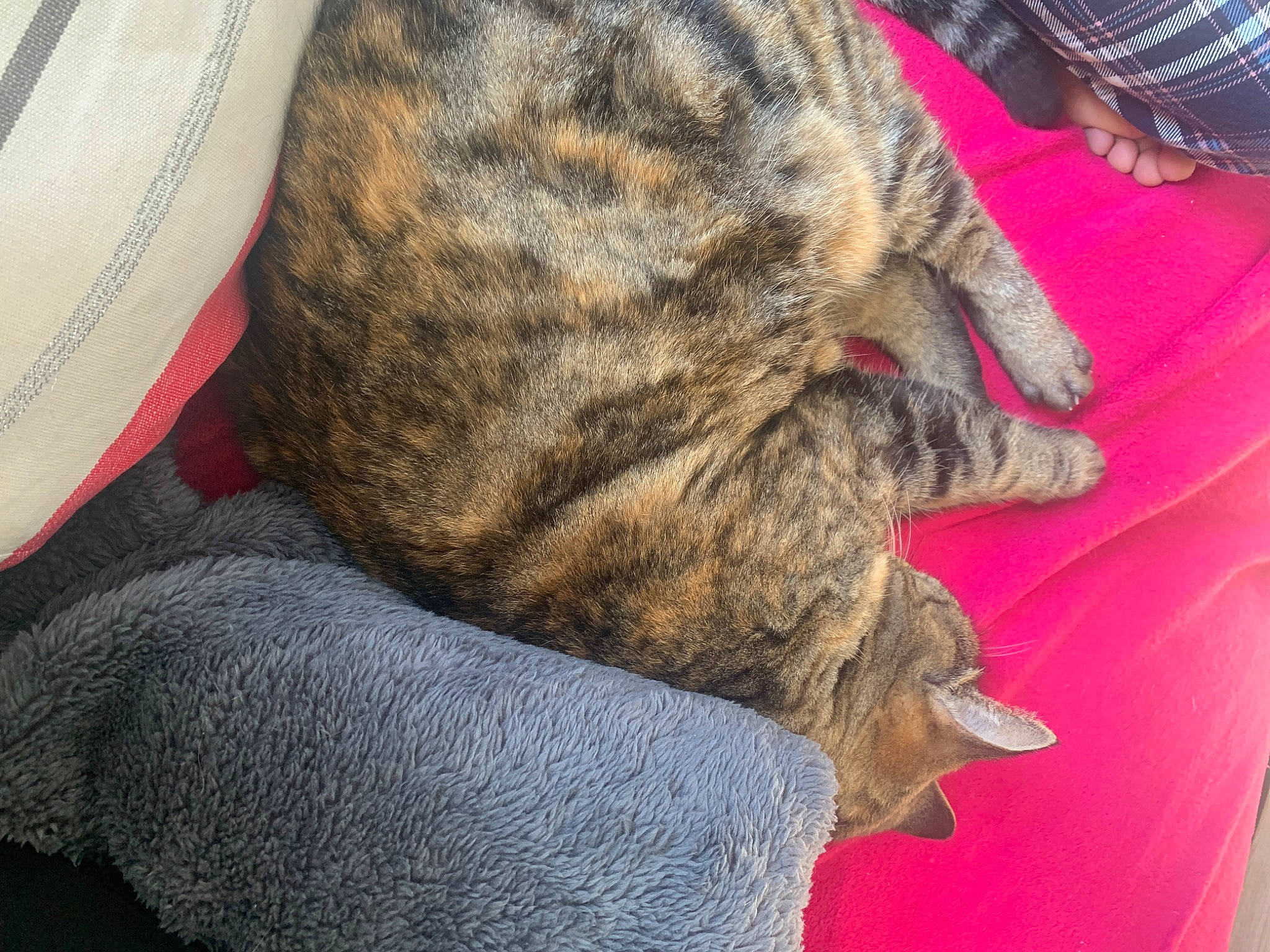 Nina a rejoint le concours — aidez-le/la à gagner de superbes lots ! carmine, carnivore, cat, comfort, dog_breed, domestic_short_haired_cat, felidae, fur, linens, magenta, mammal, nap, pattern, small_to_medium_sized_cats, snout, sporting_group, tail, textile, vertebrate, whiskers