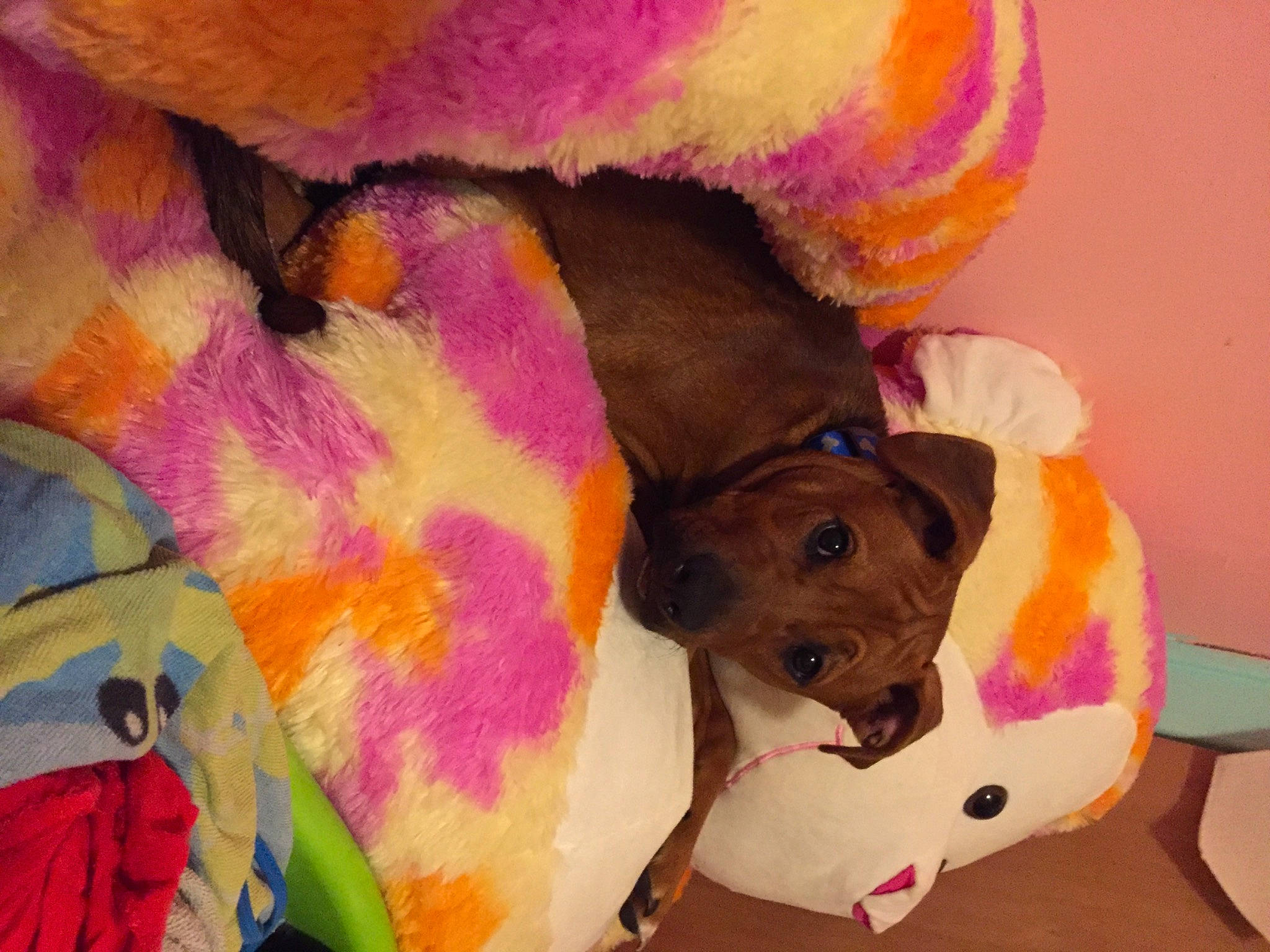 Chief is registered to the contest to win money with this photo: art, canidae, carnivore, companion_dog, dog, dog_breed, fawn, magenta, painting, pink, plant, plush, purple, snout, sporting_group, stuffed_toy, tail, toy, visual_arts, working_animal