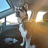Tundra is registered to the contest to win money with this photo: dog, husky, car_interior, sunlight, sunflare, window, seat, collar, pet, animal, daylight, looking_away, black_and_white, domestic_animal, sitting, vehicle, dashboard, door, leash, fur
