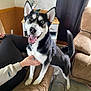 Tundra joined the competition — help win amazing prizes! dog, husky, indoor, couch, person, hand, happy, playful, pet, furniture, carpet, curtain, plant, table, living_room, paw, tail, black_and_white, smiling, animal