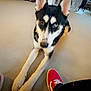 Tundra is registered to the contest to win money with this photo: dog, husky, heterochromia, carpet, living_room, red_shoes, person, floor, furniture, television, window, curious, indoor, pet, black_and_white, ears, legs, looking, home, casual