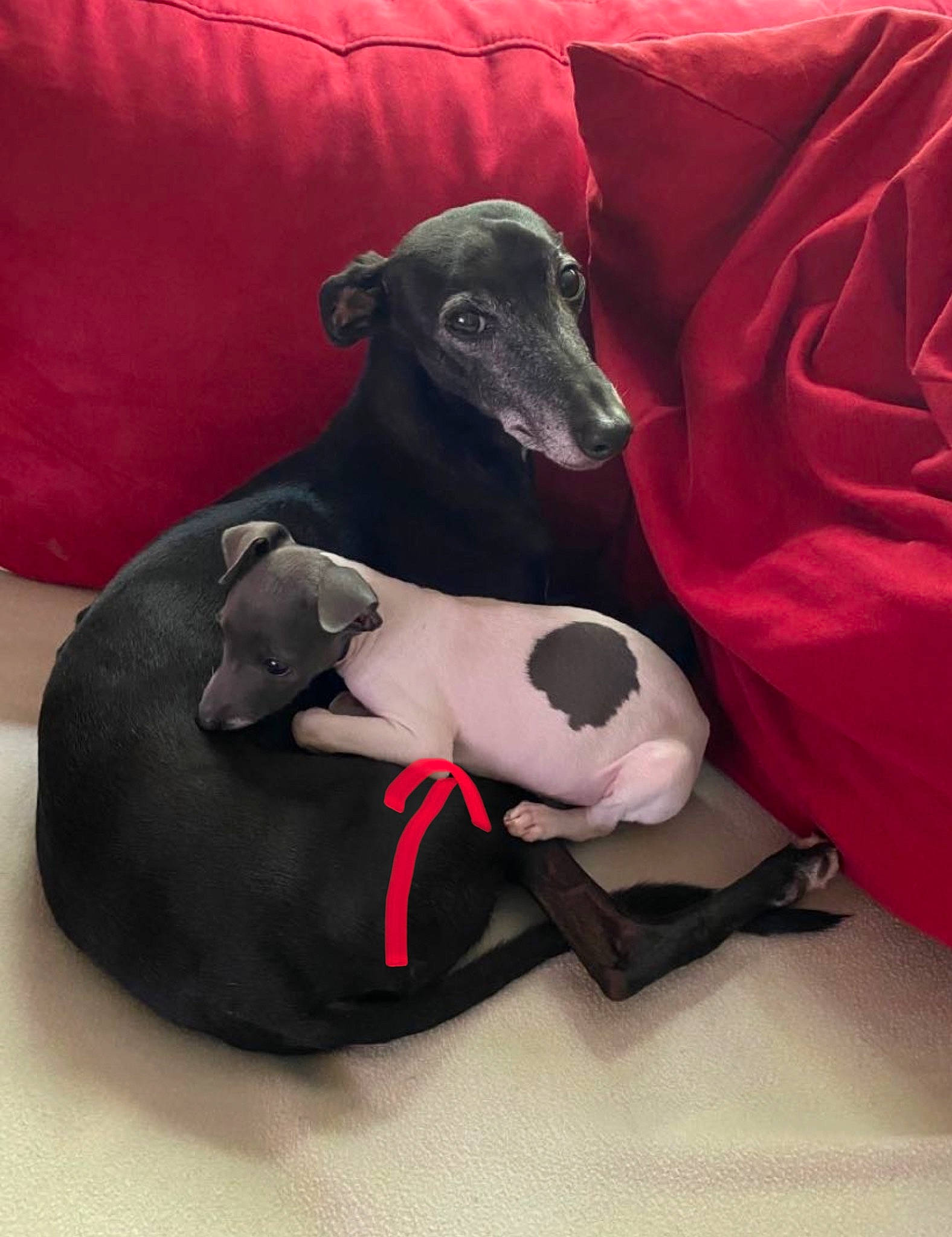 Omani is registered to the contest to win money with this photo: canidae, carmine, carnivore, collar, comfort, companion_dog, dog, dog_breed, dog_collar, dog_supply, fawn, grey, magenta, magyar_agar, pet_supply, rampur_greyhound, sighthound, snout, sporting_group, working_animal