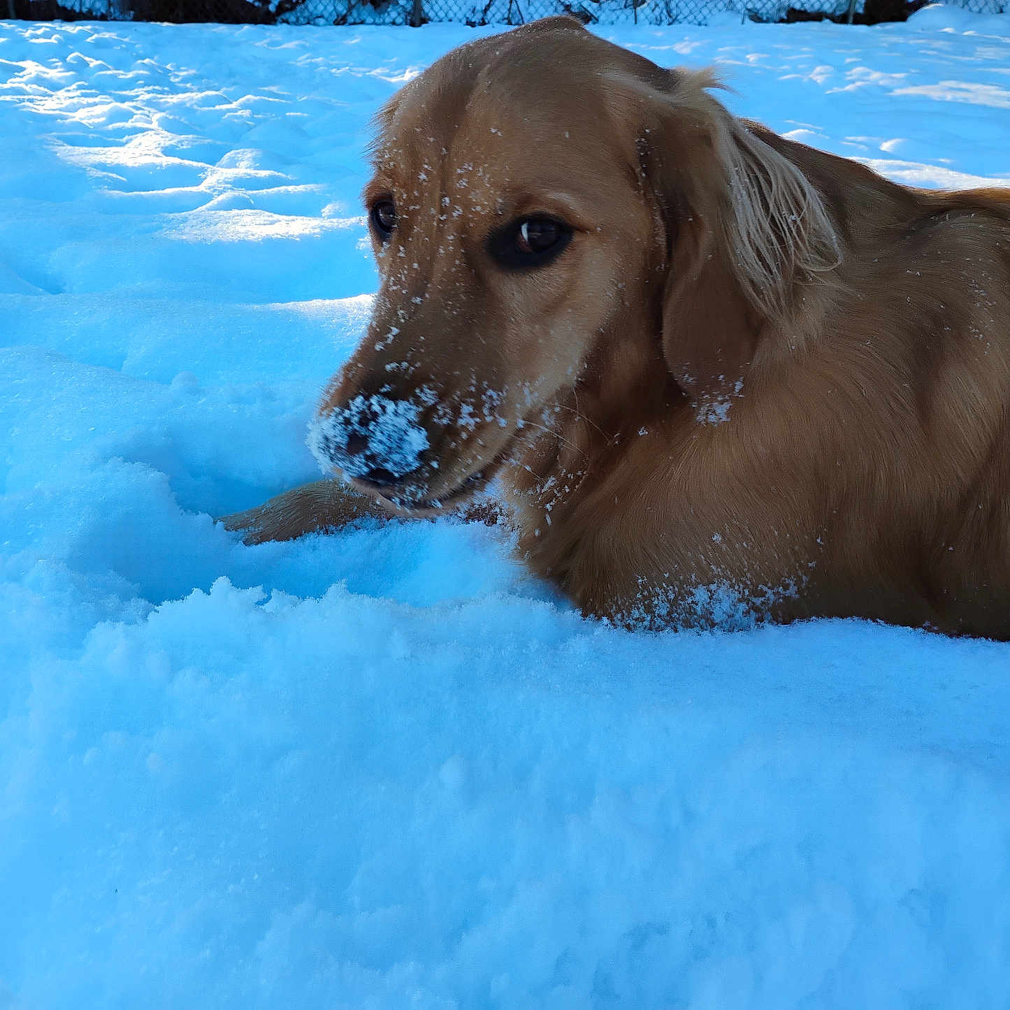 Cooper joined the competition — help win amazing prizes! animal, blizzard, canine, cockerspaniel, dog, glacier, goldenretriever, hound, ice, labradorretriever, mountain, nature, outdoors, pet, puppy, snow, storm, winter