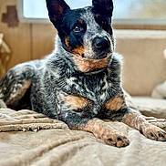 Pearl participe au concours pour gagner de l'argent avec cette photo : dog, indoor, blanket, fur, ears, pet, animal, relaxed, curious, attention, lounge, beige, soft, portrait, closeup, cozy, companion, canine, speckled, alert