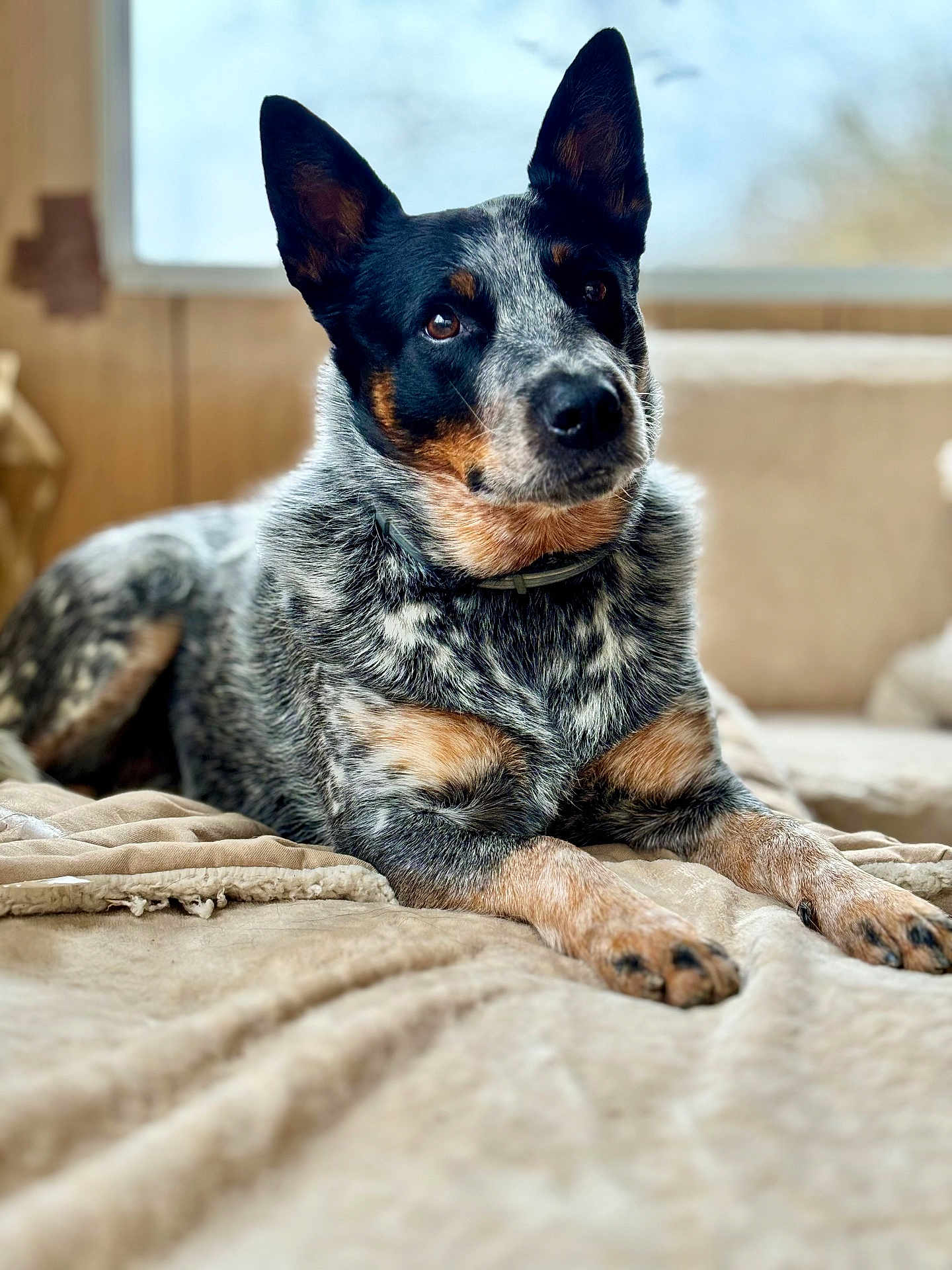 Pearl participe au concours pour gagner de l'argent avec cette photo : dog, indoor, blanket, fur, ears, pet, animal, relaxed, curious, attention, lounge, beige, soft, portrait, closeup, cozy, companion, canine, speckled, alert
