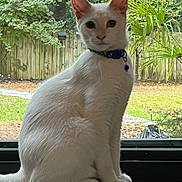 Santino joined the competition — help win amazing prizes! backyard, bell, cat, collar, curious, feline, grass, indoor, palm, paws, pet, plant, portrait, sitting, tail, whiskers, white_cat, window, windowsill, wooden_fence