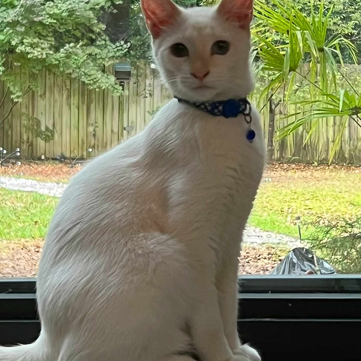 Santino