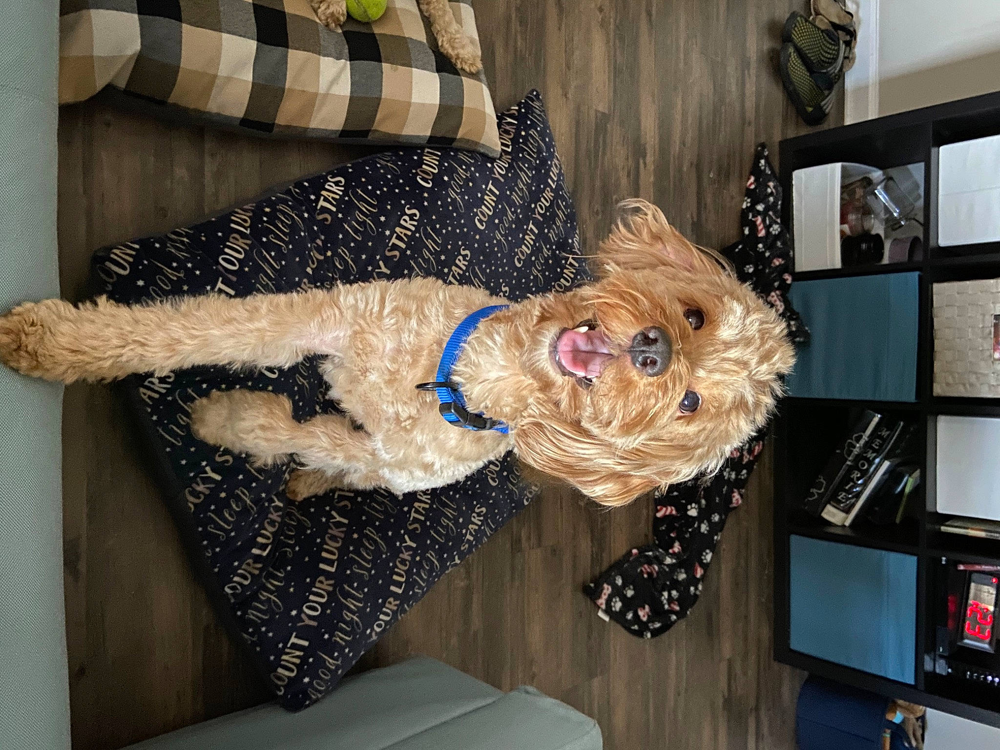 Watson is registered to the contest to win money with this photo: bookcase, companion_dog, dog, dog_supply, fawn, fur, hat, holiday, home_appliance, interior_design, pattern, room, shelf, shelving, sporting_group, wood