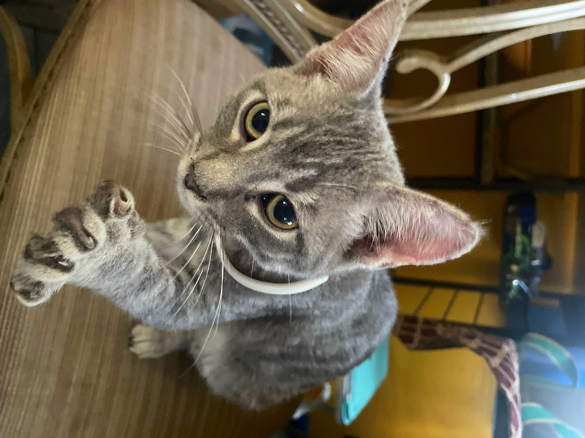 Marlee joined the competition — help win amazing prizes! carnivore, cat, cat_supply, cat_toy, claw, domestic_short_haired_cat, ear, felidae, fur, gesture, paw, small_to_medium_sized_cats, snout, tail, whiskers, wood