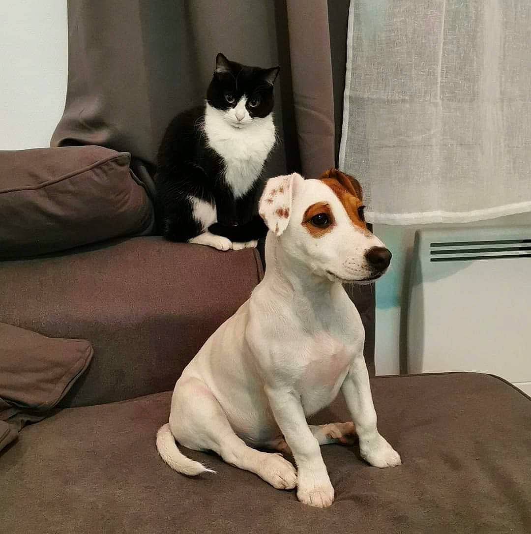 Ace a rejoint le concours — aidez-le/la à gagner de superbes lots ! brazilian_terrier, canidae, carnivore, cat, companion_dog, dog, dog_breed, fawn, jack_russell_terrier, mammal, miniature_fox_terrier, parson_russell_terrier, rat_terrier, russell_terrier, snout, sporting_group, tail, teddy_roosevelt_terrier, vertebrate, whiskers