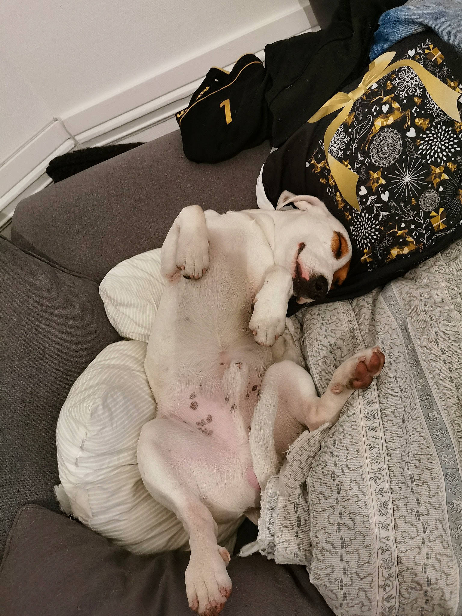 Ace participe au concours pour gagner de l'argent avec cette photo : american_bulldog, bulldog, canidae, carnivore, companion_dog, dog, dog_breed, fawn, french_bulldog, non_sporting_group, paw, puppy, puppy_love, sporting_group