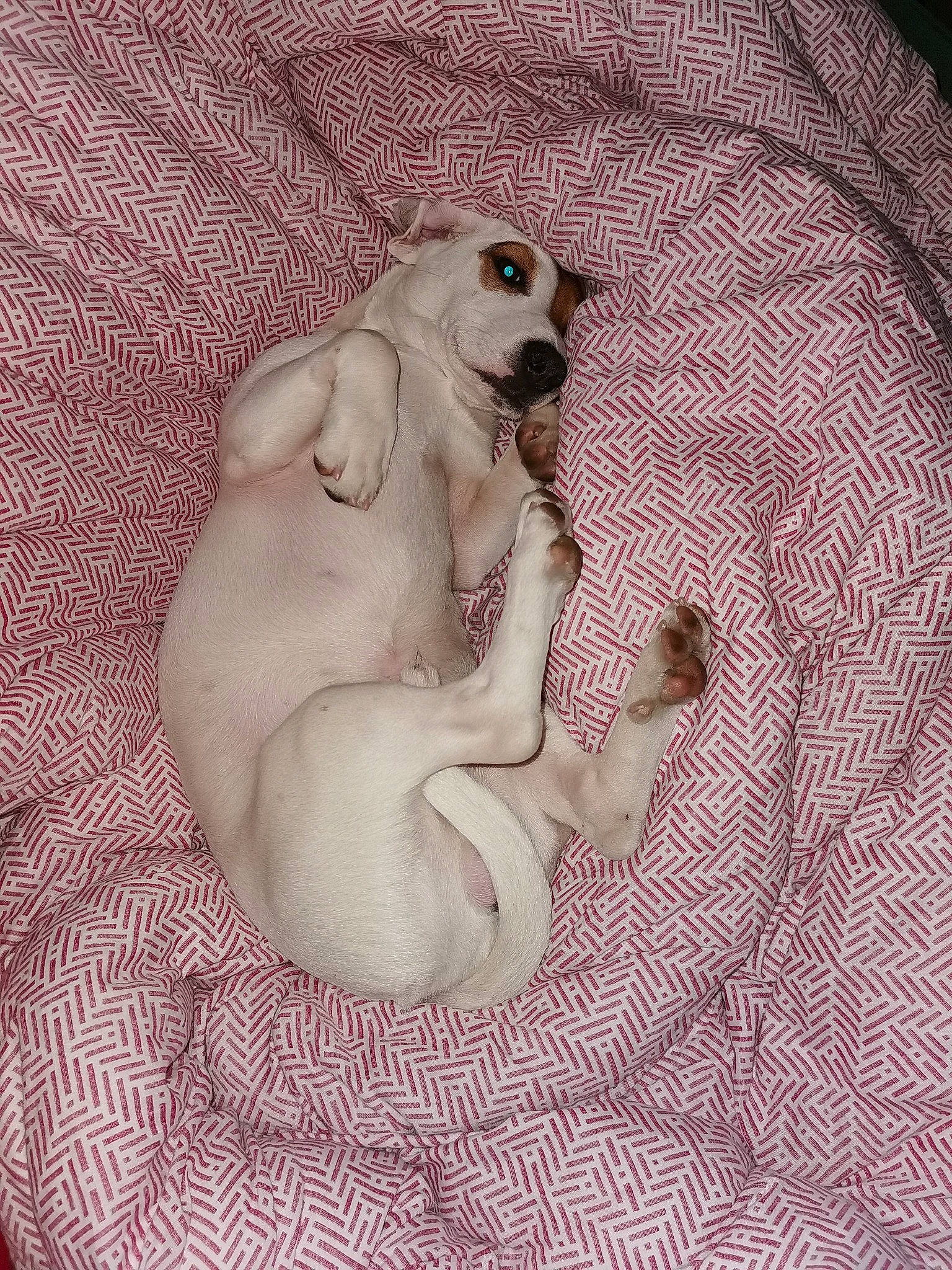 Ace participe au concours pour gagner de l'argent avec cette photo : baby, canidae, child, dog_breed, fawn, fur, puppy, sporting_group