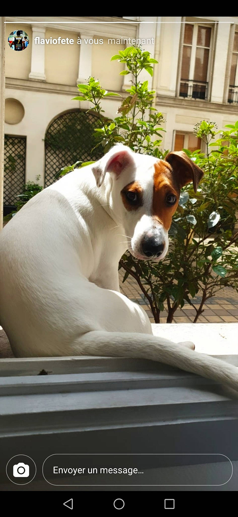 Ace a rejoint le concours — aidez-le/la à gagner de superbes lots ! canidae, carnivore, companion_dog, dog, dog_breed, dogo_guatemalteco, fawn, jack_russell_terrier, mammal, parson_russell_terrier, potcake_dog, rare_breed_dog, russell_terrier, sporting_group, vertebrate