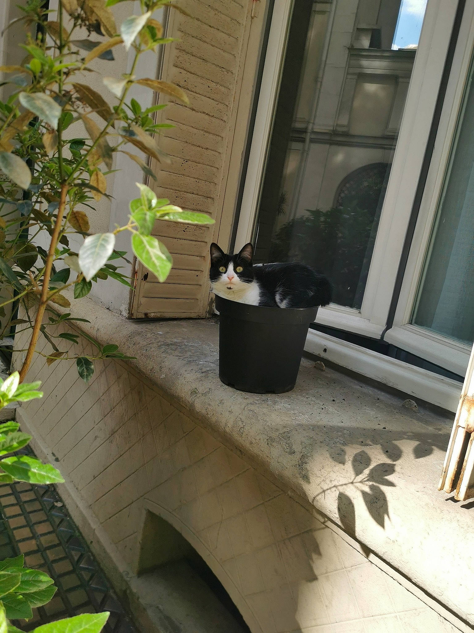 Mimi a rejoint le concours — aidez-le/la à gagner de superbes lots ! flower, flowerpot, houseplant, plant, window