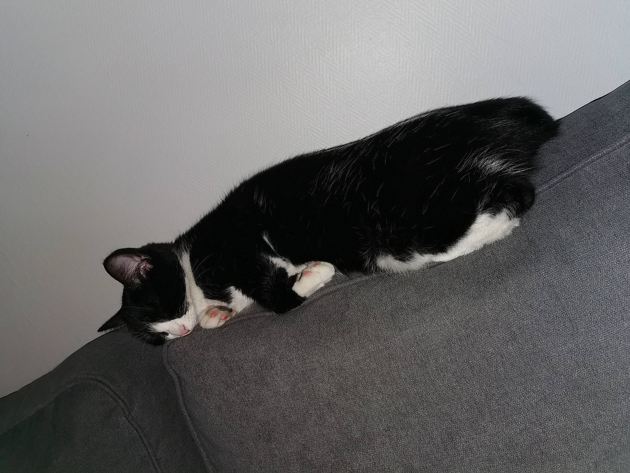 Mimi a rejoint le concours — aidez-le/la à gagner de superbes lots ! black, black_and_white, carnivore, cat, domestic_short_haired_cat, felidae, fur, polydactyl_cat, small_to_medium_sized_cats, snout, tail, whiskers