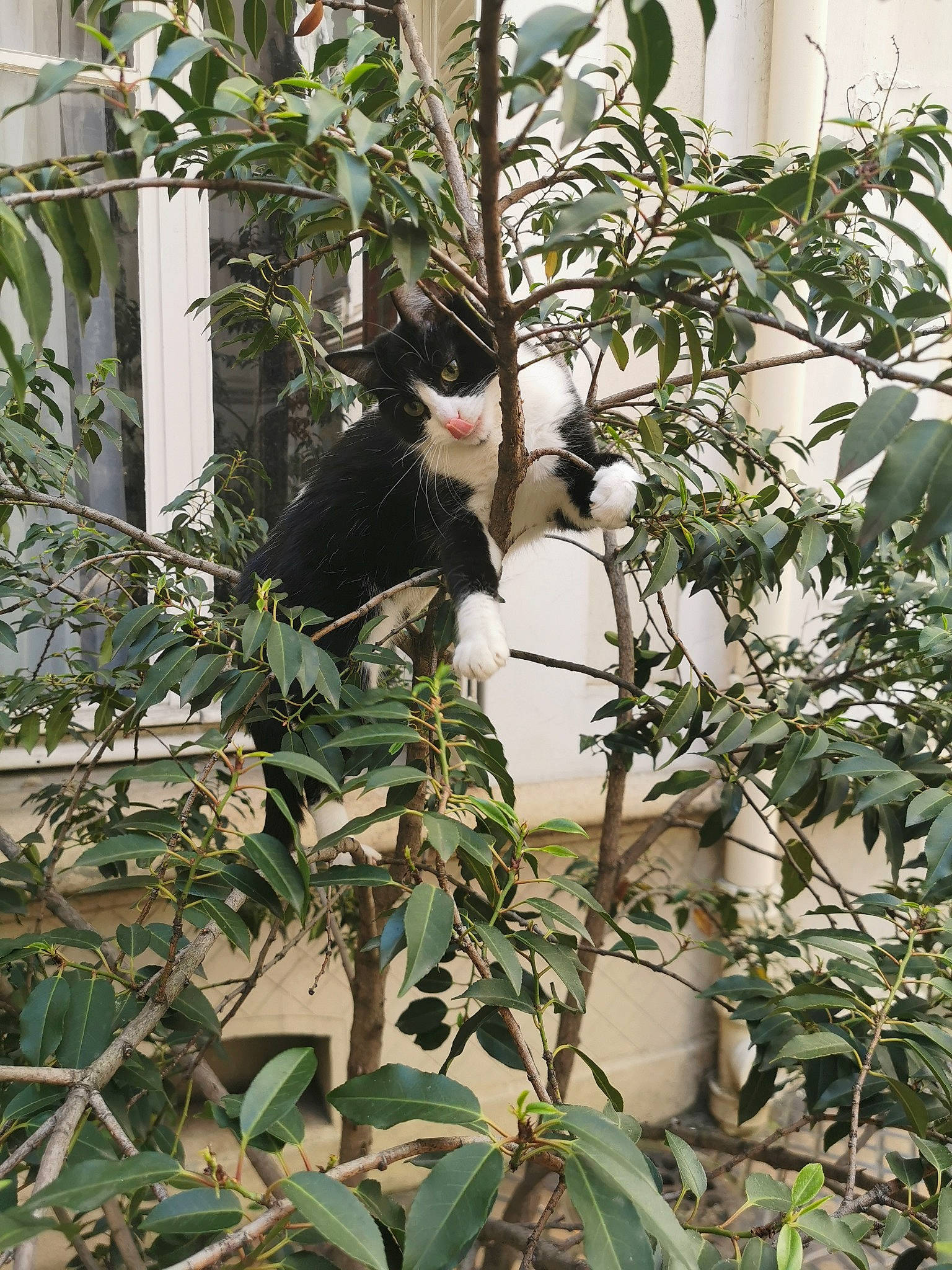 Mimi participe au concours pour gagner de l'argent avec cette photo : botany, flower, organism, plant, zoo