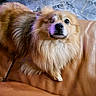 dog, small_dog, fluffy, long_hair, brown_fur, cream_fur, winking, pet, animal, portrait, indoor, living_room, leather_sofa, couch, floor_tiles, home, relaxed, cute, camera_facing, paw