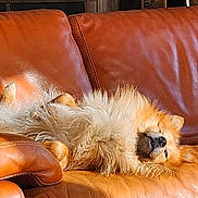 Sky a rejoint le concours — aidez-le/la à gagner de superbes lots ! dog, small_dog, fluffy, lying_down, upside_down, sleeping, relaxed, lounge, leather_sofa, couch, furniture, indoor, living_room, sunlight, warm_lighting, brown, orange, fur, pet, funny