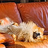 dog, small_dog, fluffy, lying_down, upside_down, sleeping, relaxed, lounge, leather_sofa, couch, furniture, indoor, living_room, sunlight, warm_lighting, brown, orange, fur, pet, funny