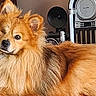Sky participe au concours pour gagner de l'argent avec cette photo : dog, fluffy, orange_fur, long_hair, small_breed, lion_like, mane, portrait, indoor, living_room, lying_down, relaxed, alert, one_eye_closed, black_nose, pointed_ears, pet, animal, vintage_audio, window