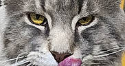 Sadow Desgriffesbleu participe au concours pour gagner de l'argent avec cette photo : cat, gray_cat, fluffy, long_hair, feline, close_up, portrait, face, eyes, yellow_eyes, whiskers, nose, tongue, licking, funny_expression, indoor, pet, fur, ears, photography