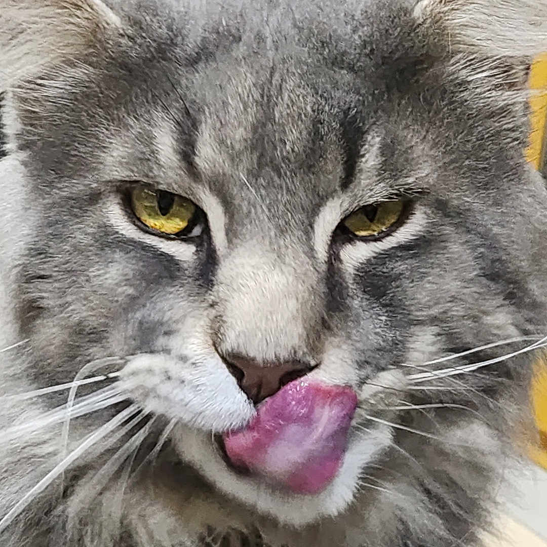 Sadow Desgriffesbleu