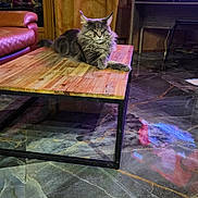 Sadow Desgriffesbleu a rejoint le concours — aidez-le/la à gagner de superbes lots ! cat, maine_coon, fluffy, longhaired, gray, tabby, pet, animal, sitting, lying_down, coffee_table, living_room, sofa, television, curtains, indoor, home, marble_floor, reflection, portrait