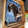 Sadow Desgriffesbleu participe au concours pour gagner de l'argent avec cette photo : cat, fluffy, gray_fur, long_hair, animal, pet, sleeping_area, blanket, blue_blanket, wooden_crate, wood, cozy, indoors, tile_floor, sunlight, portrait, looking_at_camera, whiskers, ears, relaxed
