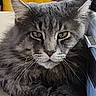 Sadow Desgriffesbleu a rejoint le concours — aidez-le/la à gagner de superbes lots ! cat, gray_cat, fluffy, long_hair, feline, whiskers, ears, eyes, paws, sitting, cardboard_box, indoor, yellow_background, furniture, portrait, close_up, animal, pet, serious_expression, text_overlay