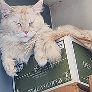 Urus participe au concours pour gagner de l'argent avec cette photo : cat, fluffy, cream_colored, longhaired, sleeping, relaxed, animal, pet, whiskers, ears, pink_nose, paws, fur, wine_box, packaging, sauvignon_blanc, vineyard, indoor, close_up, funny_pose