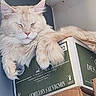 cat, fluffy, cream_colored, longhaired, sleeping, relaxed, animal, pet, whiskers, ears, pink_nose, paws, fur, wine_box, packaging, sauvignon_blanc, vineyard, indoor, close_up, funny_pose