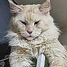 cat, white_cat, fluffy, long_hair, fur, ear_tufts, whiskers, pink_nose, close_up, portrait, sitting, front_view, indoors, pet, animal, cream_colored, serious_expression, strap, dark_background, photography