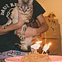 cat, person, hands, cake, candles, kitchen, refrigerator, counter, plate, lighting, celebration, indoor, animal, pet, feline, clothing, blurred_background, table, food, holding