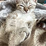 abyssinian, angora, animal, cat, couch, electronics, furniture, hardware, kitten, manx, person, pet, siamese, sleeping