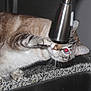 cat, tabby_cat, kitchen, faucet, countertop, granite, paw, curious, domestic_cat, scissors, indoor, pet, playful, animal, whiskers, ears, eye, reflection, red_eye, sink