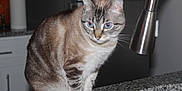 Gurt is registered to the contest to win money with this photo: cat, tabby, blue_eyes, pet, kitchen, countertop, sink, faucet, granite, indoor, animal, curious, feline, whiskers, ears, fur, domestic, household, closeup, portrait