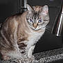 cat, tabby, blue_eyes, pet, kitchen, countertop, sink, faucet, granite, indoor, animal, curious, feline, whiskers, ears, fur, domestic, household, closeup, portrait