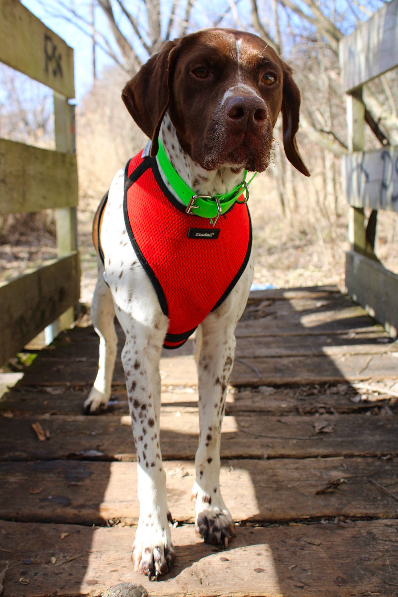 Mignonne participe au concours pour gagner de l'argent avec cette photo : canidae, carnivore, collar, companion_dog, dog, dog_breed, dog_collar, dog_supply, fawn, fur, gun_dog, hunting_dog, leash, liver, pet_supply, snout, sporting_group, whiskers, wood, working_animal