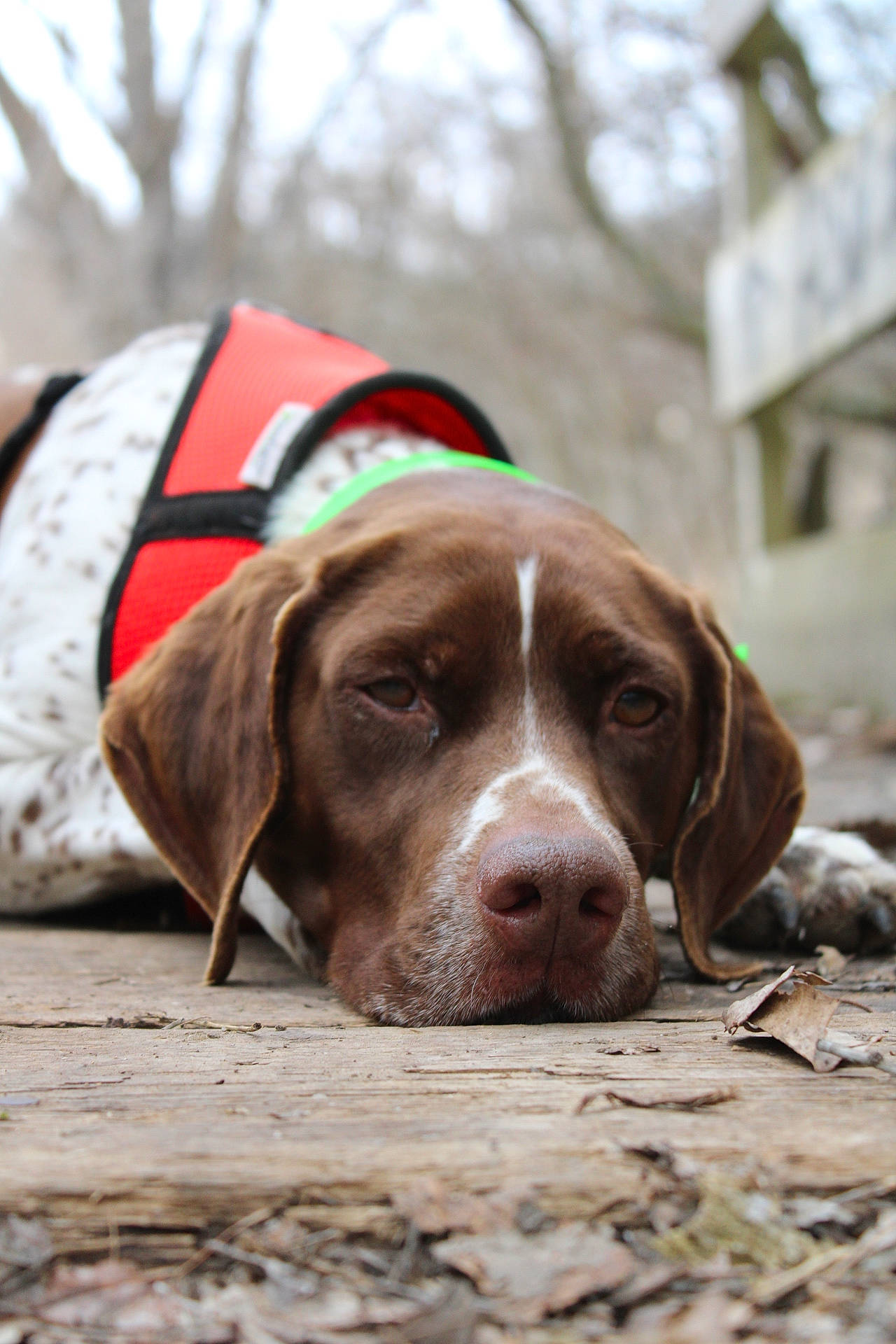 Mignonne a rejoint le concours — aidez-le/la à gagner de superbes lots ! braque_francais, canidae, carnivore, companion_dog, dog, dog_breed, fawn, gun_dog, hound, hunting_dog, liver, scent_hound, sky, snout, sporting_group, tree, whiskers, working_animal