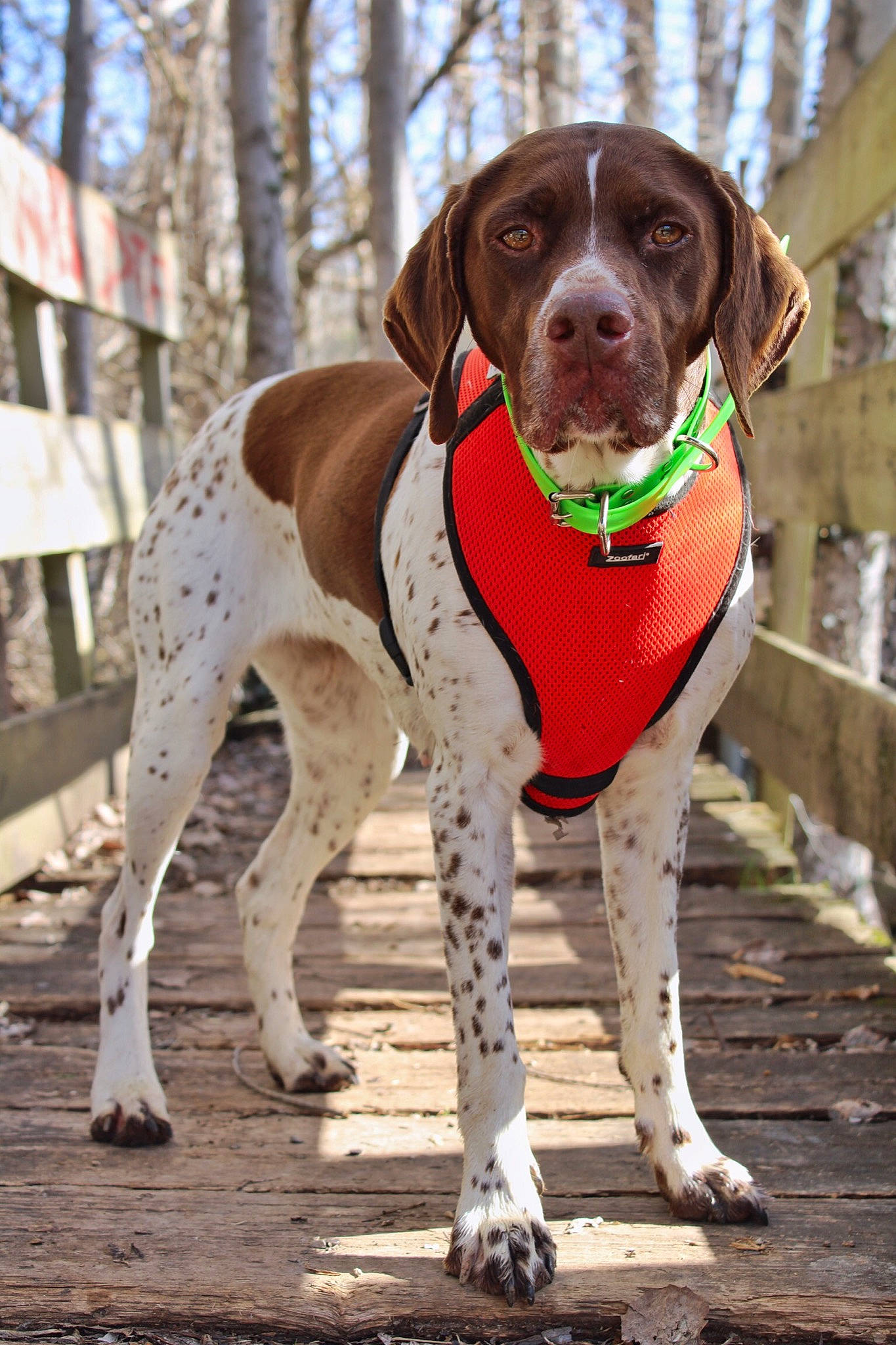 Mignonne a rejoint le concours — aidez-le/la à gagner de superbes lots ! braque_francais, canidae, carnivore, collar, companion_dog, dog, dog_breed, dog_collar, dog_supply, fawn, fence, german_shorthaired_pointer, gun_dog, leash, liver, pet_supply, snout, tail, wood, working_animal