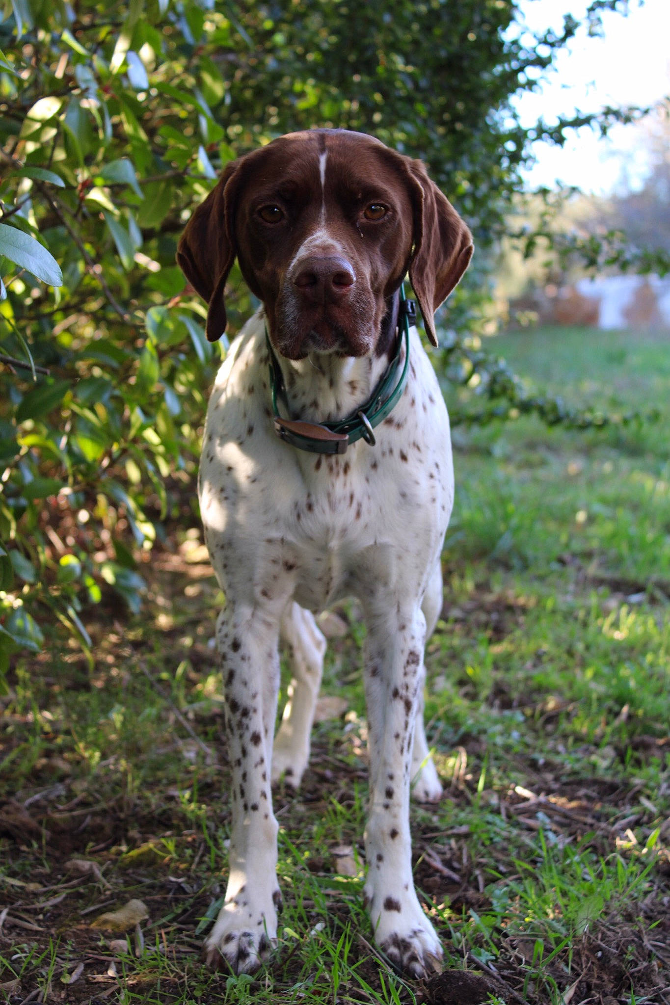 Mignonne participe au concours pour gagner de l'argent avec cette photo : braque_francais, canidae, carnivore, collar, companion_dog, dog, dog_breed, dog_collar, fawn, german_shorthaired_pointer, grass, gun_dog, hunting_dog, liver, old_danish_pointer, plant, snout, sporting_group, tree, working_animal