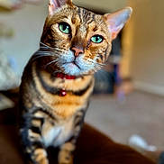 Fat Boy is registered to the contest to win money with this photo: cat, bengal_cat, green_eyes, close_up, indoor, pet, feline, collar, curious, whiskers, brown_fur, striped_fur, soft_focus, domestic_animal, animal_portrait, cute, sitting, fur_pattern, house_pet, relaxed