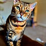 cat, bengal_cat, green_eyes, close_up, indoor, pet, feline, collar, curious, whiskers, brown_fur, striped_fur, soft_focus, domestic_animal, animal_portrait, cute, sitting, fur_pattern, house_pet, relaxed