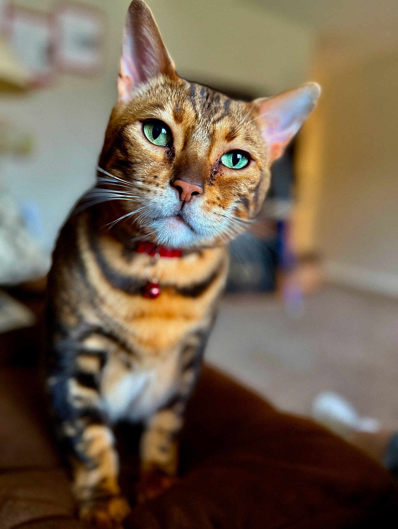 Fat Boy is registered to the contest to win money with this photo: cat, bengal_cat, green_eyes, close_up, indoor, pet, feline, collar, curious, whiskers, brown_fur, striped_fur, soft_focus, domestic_animal, animal_portrait, cute, sitting, fur_pattern, house_pet, relaxed