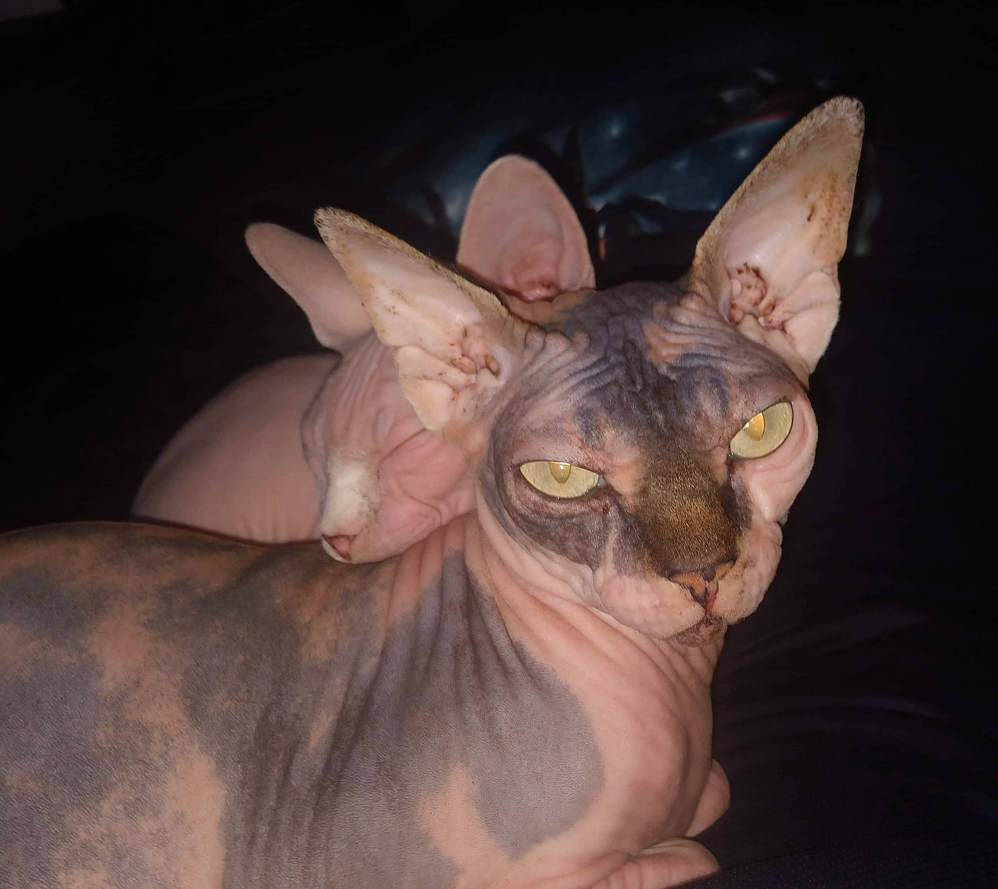 Cleo is registered to the contest to win money with this photo: art, carnivore, cat, donskoy, ear, fawn, felidae, peterbald, small_to_medium_sized_cats, snout, sphynx, terrestrial_animal, whiskers