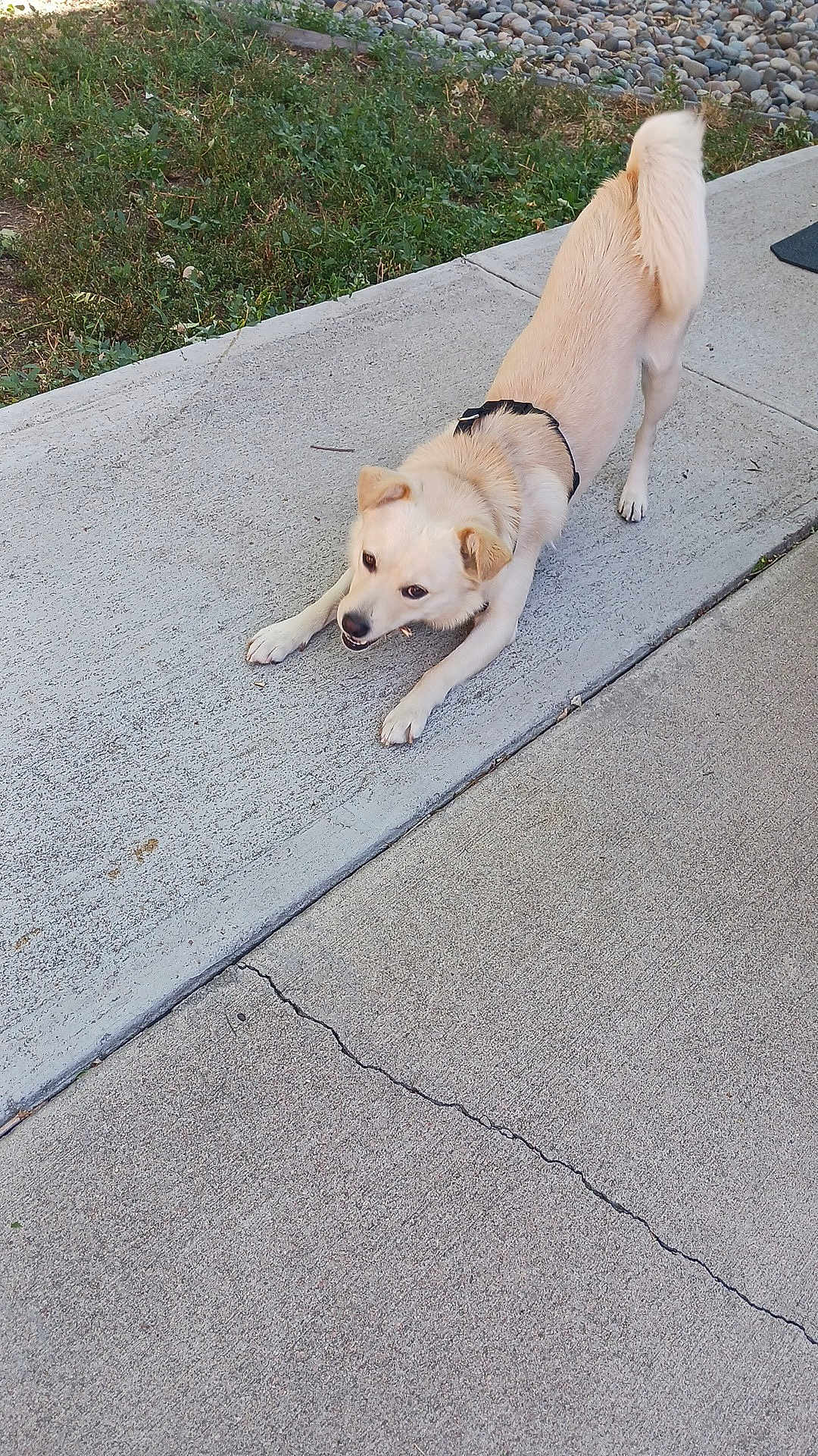 Gucci Bomber joined the competition — help win amazing prizes! dog, canine, sidewalk, concrete, grass, outdoor, pet, playful, stretching, pavement, rocks, leash, collar, tail, fur, animal, nature, daylight, park, happy